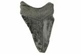 Fossil Megalodon Tooth - South Carolina #169308-1
